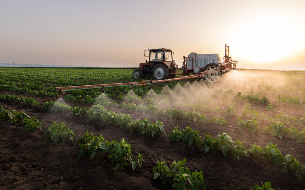 Best Pest Control Near Me in Wickenburg, AZ