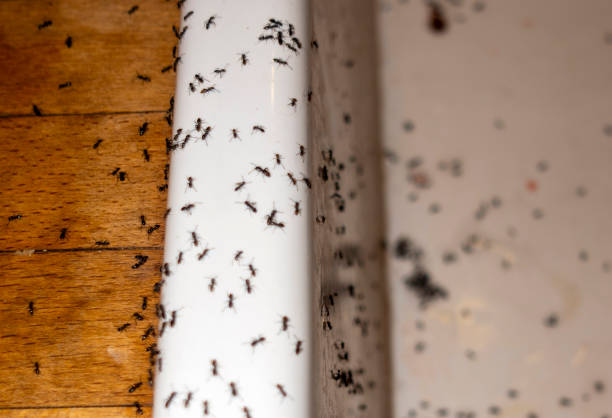 Best Wasp Removal Services  in Wickenburg, AZ