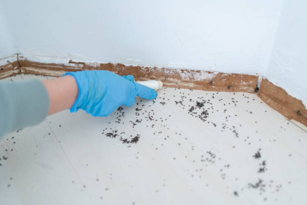 Best Exterminator Services  in Wickenburg, AZ