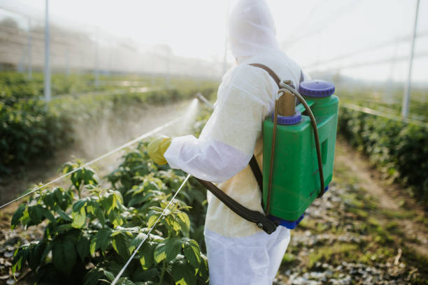 Best Affordable Pest Control Services  in Wickenburg, AZ
